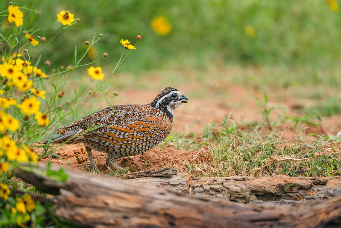 Supporting biodiversity at BrightFarms.